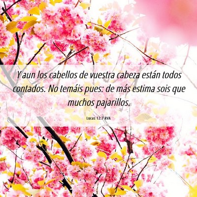 Picture 06 - Lucas 12:7 RVA - Y aun los cabellos de vuestra cabeza están todos - Bible Verse Picture