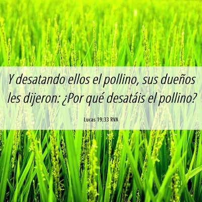 Picture 06 - Lucas 19:33 RVA - Y desatando ellos el pollino, sus dueños les - Bible Verse Picture