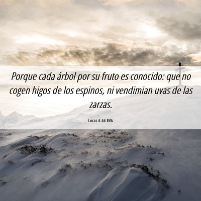 Picture 06 - Lucas 6:44 RVA - Porque cada árbol por su fruto es conocido: que - Bible Verse Picture