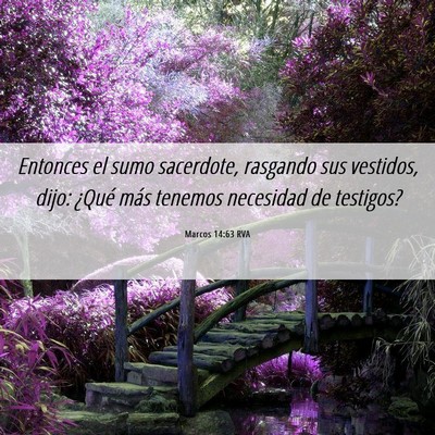 Picture 06 - Marcos 14:63 RVA - Entonces el sumo sacerdote, rasgando sus - Bible Verse Picture