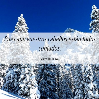 Picture 06 - Mateo 10:30 RVA - Pues aun vuestros cabellos están todos - Bible Verse Picture