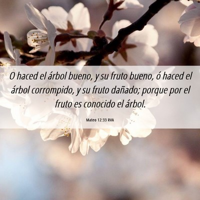 Picture 06 - Mateo 12:33 RVA - O haced el árbol bueno, y su fruto bueno, ó - Bible Verse Picture
