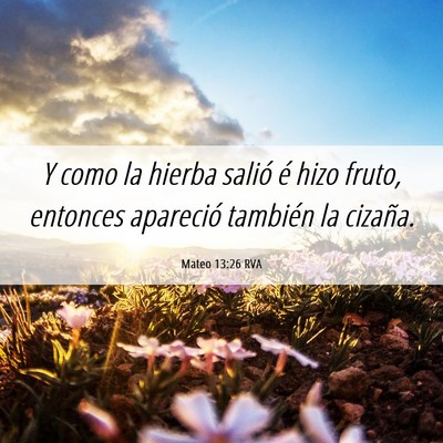 Picture 06 - Mateo 13:26 RVA - Y como la hierba salió é hizo fruto, entonces - Bible Verse Picture