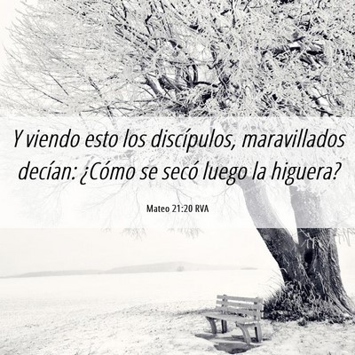 Picture 06 - Mateo 21:20 RVA - Y viendo esto los discípulos, maravillados - Bible Verse Picture
