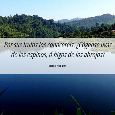 Picture 06 - Mateo 7:16 RVA - Por sus frutos los conoceréis. ¿Cógense uvas - Bible Verse Picture