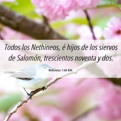 Picture 06 - Nehemías 7:60 RVA - Todos los Nethineos, é hijos de los siervos de - Bible Verse Picture