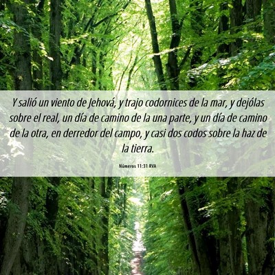 Picture 06 - Números 11:31 RVA - Y salió un viento de Jehová, y trajo codornices - Bible Verse Picture