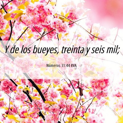 Picture 06 - Números 31:44 RVA - Y de los bueyes, treinta y seis - Bible Verse Picture