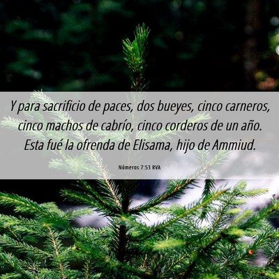 Picture 06 - Números 7:53 RVA - Y para sacrificio de paces, dos bueyes, cinco - Bible Verse Picture