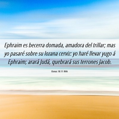 Picture 06 - Oseas 10:11 RVA - Ephraim es becerra domada, amadora del trillar; - Bible Verse Picture