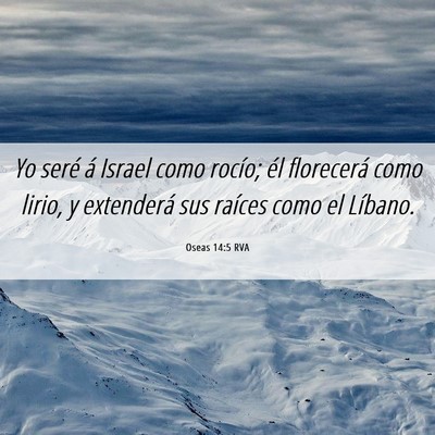 Picture 06 - Oseas 14:5 RVA - Yo seré á Israel como rocío; él florecerá - Bible Verse Picture