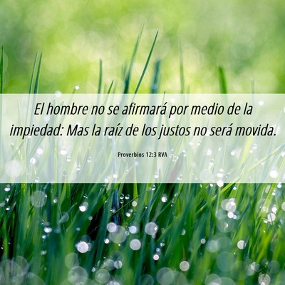 Picture 06 - Proverbios 12:3 RVA - El hombre no se afirmará por medio de la - Bible Verse Picture