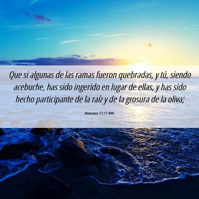 Picture 06 - Romanos 11:17 RVA - Que si algunas de las ramas fueron quebradas, y - Bible Verse Picture