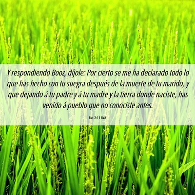 Picture 06 - Rut 2:11 RVA - Y respondiendo Booz, díjole: Por cierto se me ha - Bible Verse Picture