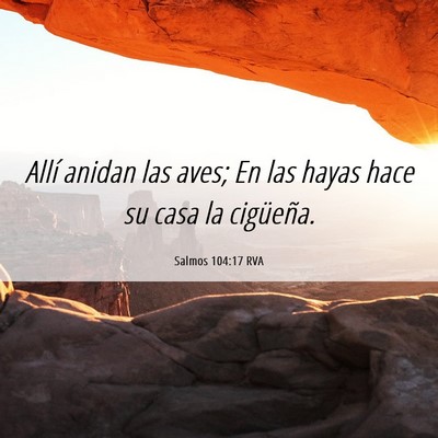 Picture 06 - Salmos 104:17 RVA - Allí anidan las aves; En las hayas hace su casa - Bible Verse Picture