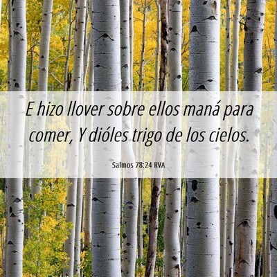 Picture 06 - Salmos 78:24 RVA - E hizo llover sobre ellos maná para comer, Y - Bible Verse Picture