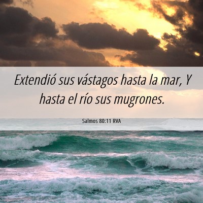 Picture 06 - Salmos 80:11 RVA - Extendió sus vástagos hasta la mar, Y hasta el - Bible Verse Picture