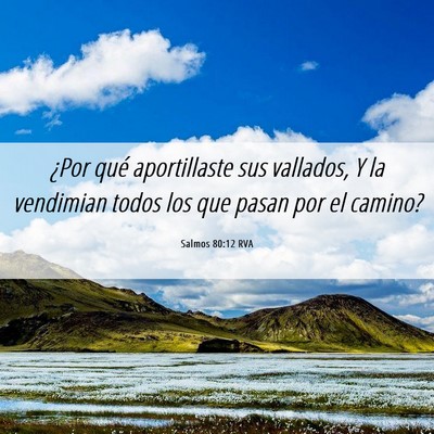 Picture 06 - Salmos 80:12 RVA - ¿Por qué aportillaste sus vallados, Y la - Bible Verse Picture
