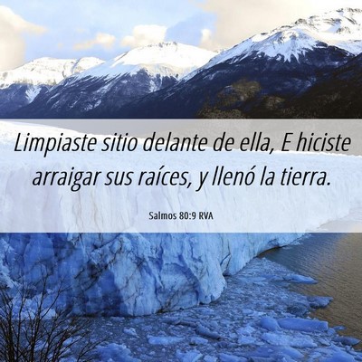 Picture 06 - Salmos 80:9 RVA - Limpiaste sitio delante de ella, E hiciste - Bible Verse Picture