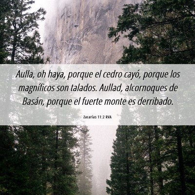 Picture 06 - Zacarías 11:2 RVA - Aulla, oh haya, porque el cedro cayó, porque los - Bible Verse Picture