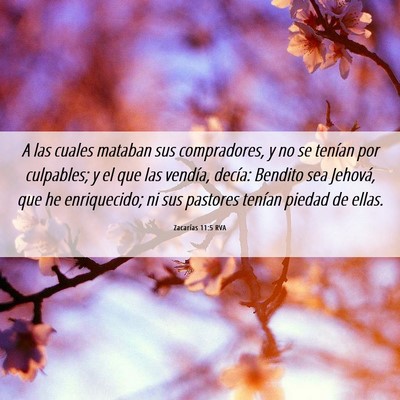 Picture 06 - Zacarías 11:5 RVA - A las cuales mataban sus compradores, y no se - Bible Verse Picture