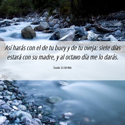 Picture 06 - Éxodo 22:30 RVA - Así harás con el de tu buey y de tu oveja: - Bible Verse Picture