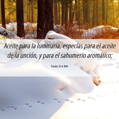 Picture 06 - Éxodo 25:6 RVA - Aceite para la luminaria, especias para el aceite - Bible Verse Picture