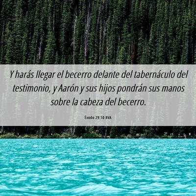 Picture 06 - Éxodo 29:10 RVA - Y harás llegar el becerro delante del - Bible Verse Picture