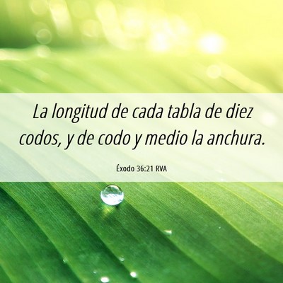 Picture 06 - Éxodo 36:21 RVA - La longitud de cada tabla de diez codos, y de - Bible Verse Picture