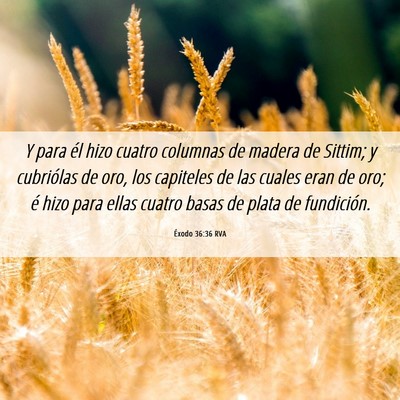 Picture 06 - Éxodo 36:36 RVA - Y para él hizo cuatro columnas de madera de - Bible Verse Picture