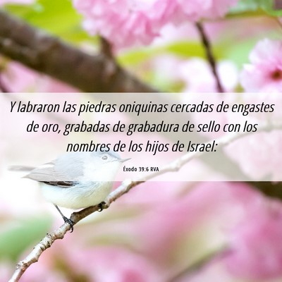 Picture 06 - Éxodo 39:6 RVA - Y labraron las piedras oniquinas cercadas de - Bible Verse Picture