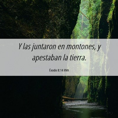Picture 06 - Éxodo 8:14 RVA - Y las juntaron en montones, y apestaban la - Bible Verse Picture