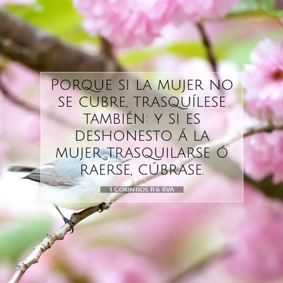 Picture 07 - 1 Corintios 11:6 RVA - Porque si la mujer no se cubre, trasquílese - Bible Verse Picture