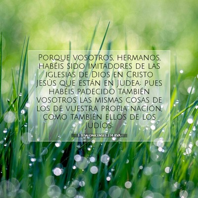 Picture 07 - 1 Tesalonicenses 2:14 RVA - Porque vosotros, hermanos, habéis sido - Bible Verse Picture