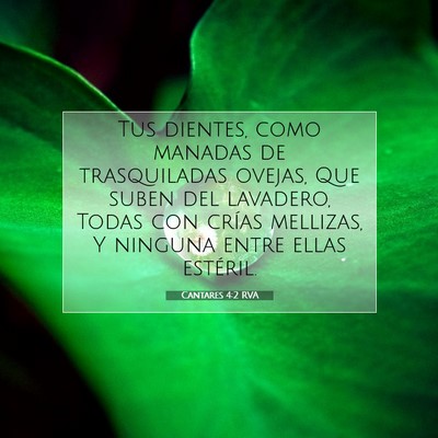 Picture 07 - Cantares 4:2 RVA - Tus dientes, como manadas de trasquiladas ovejas, - Bible Verse Picture