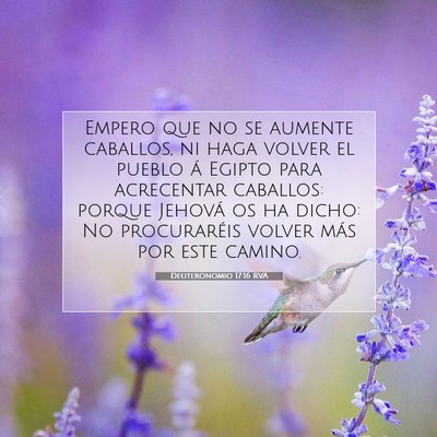 Picture 07 - Deuteronomio 17:16 RVA - Empero que no se aumente caballos, ni haga volver - Bible Verse Picture