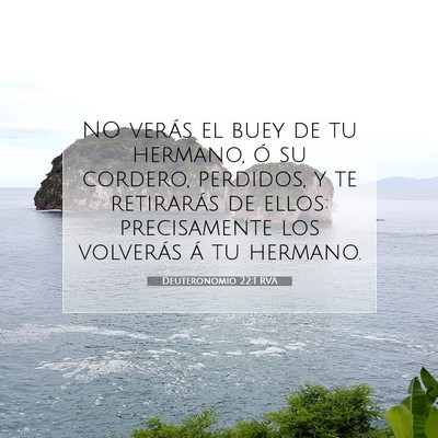 Picture 07 - Deuteronomio 22:1 RVA - NO verás el buey de tu hermano, ó su cordero, - Bible Verse Picture