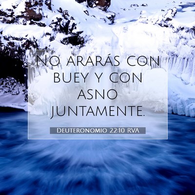 Picture 07 - Deuteronomio 22:10 RVA - No ararás con buey y con asno - Bible Verse Picture