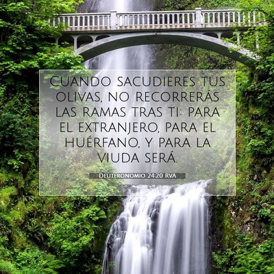 Picture 07 - Deuteronomio 24:20 RVA - Cuando sacudieres tus olivas, no recorrerás las - Bible Verse Picture
