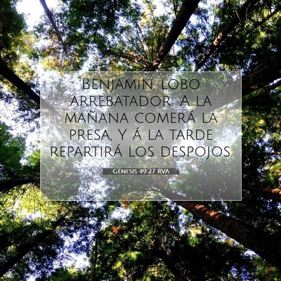Picture 07 - Génesis 49:27 RVA - Benjamín, lobo arrebatador: A la mañana comerá - Bible Verse Picture