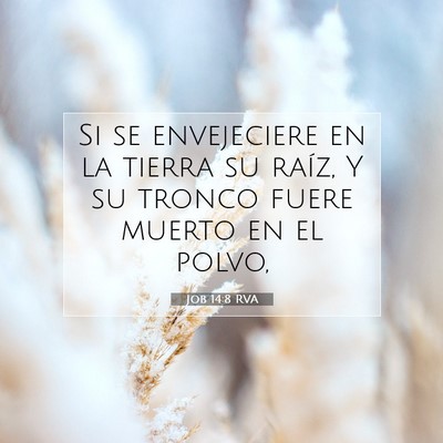Picture 07 - Job 14:8 RVA - Si se envejeciere en la tierra su raíz, Y su - Bible Verse Picture
