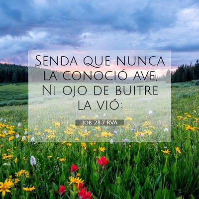 Picture 07 - Job 28:7 RVA - Senda que nunca la conoció ave, Ni ojo de buitre - Bible Verse Picture
