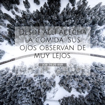 Picture 07 - Job 39:29 RVA - Desde allí acecha la comida: Sus ojos observan - Bible Verse Picture