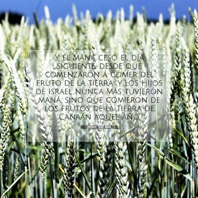 Picture 07 - Josué 5:12 RVA - Y el maná cesó el día siguiente, desde que - Bible Verse Picture