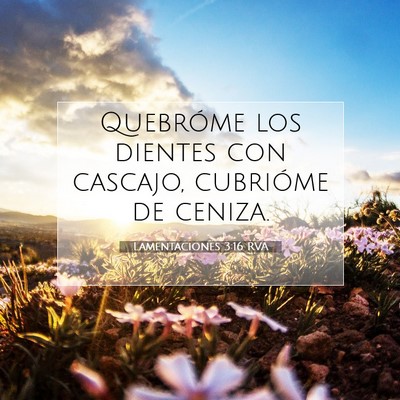 Picture 07 - Lamentaciones 3:16 RVA - Quebróme los dientes con cascajo, cubrióme de - Bible Verse Picture