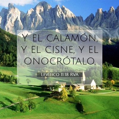 Picture 07 - Levítico 11:18 RVA - Y el calamón, y el cisne, y el - Bible Verse Picture