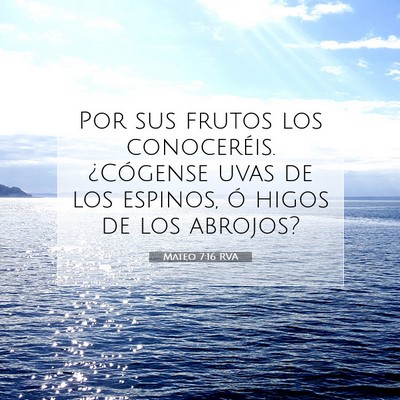 Picture 07 - Mateo 7:16 RVA - Por sus frutos los conoceréis. ¿Cógense uvas - Bible Verse Picture