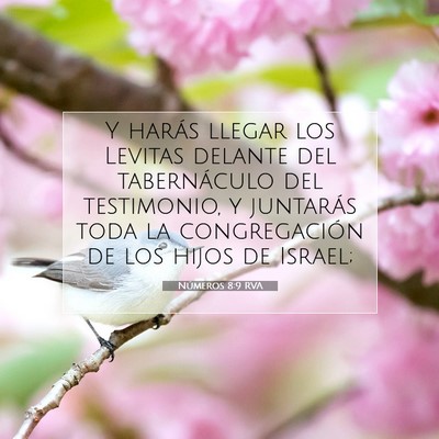 Picture 07 - Números 8:9 RVA - Y harás llegar los Levitas delante del - Bible Verse Picture