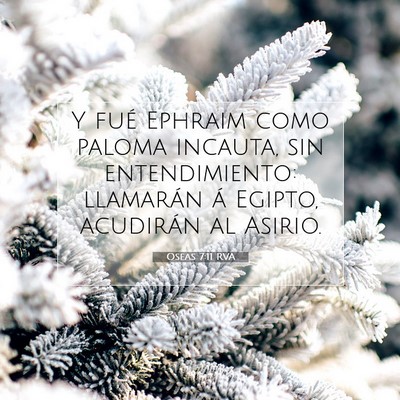 Picture 07 - Oseas 7:11 RVA - Y fué Ephraim como paloma incauta, sin - Bible Verse Picture