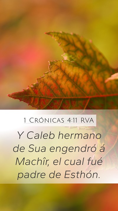 1 Crónicas 4:11 RVA Mobile Phone Wallpaper - Y Caleb hermano de Sua engendró á Machîr, el - Mobile Bible Verse Wallpaper